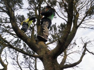 Til ære for Julius...